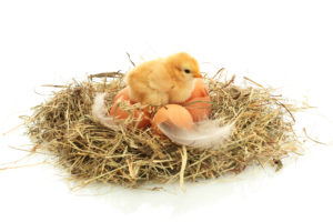 Beautiful little chicken, eggs and eggshell in nest, isolated on the white