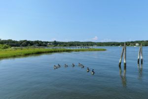 Ducks swimming on Shelter Island