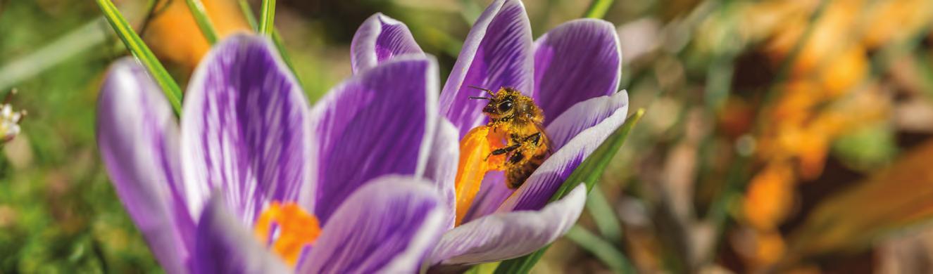 Bee in flower