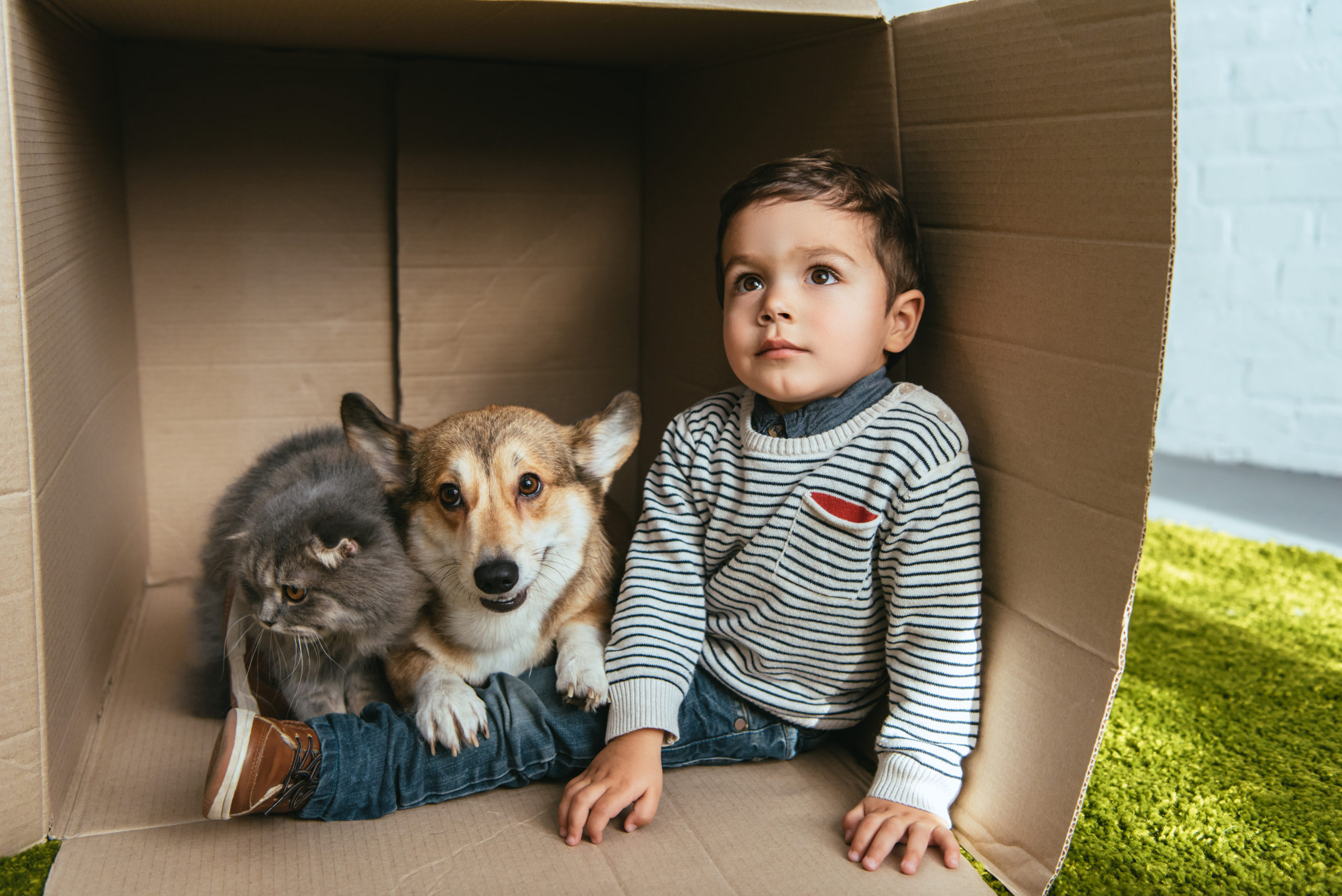 Boy and dog in a cardboard box