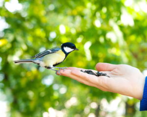 Feeding bird from hand