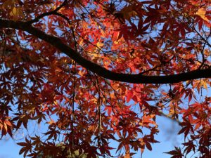 Fall Leaves