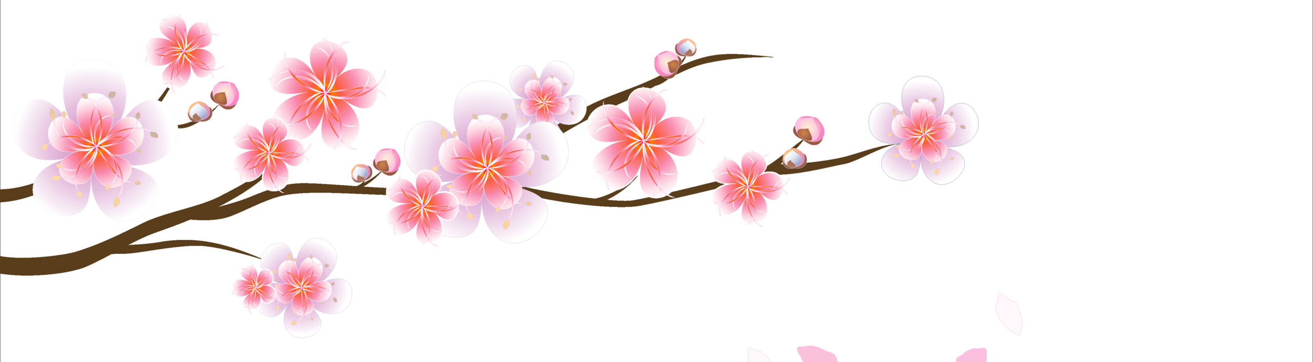 Cherry blossom branch