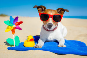 dog at beach