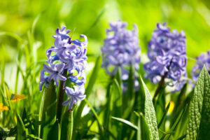 Field full with purple Hyacinths in Holland